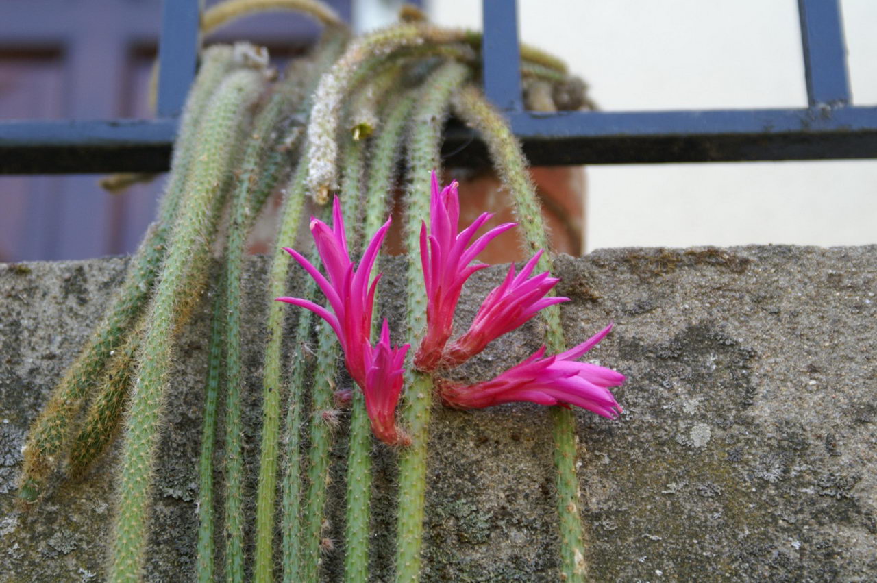 کاکتوس دم موشی